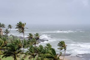 coconut trees near the sea