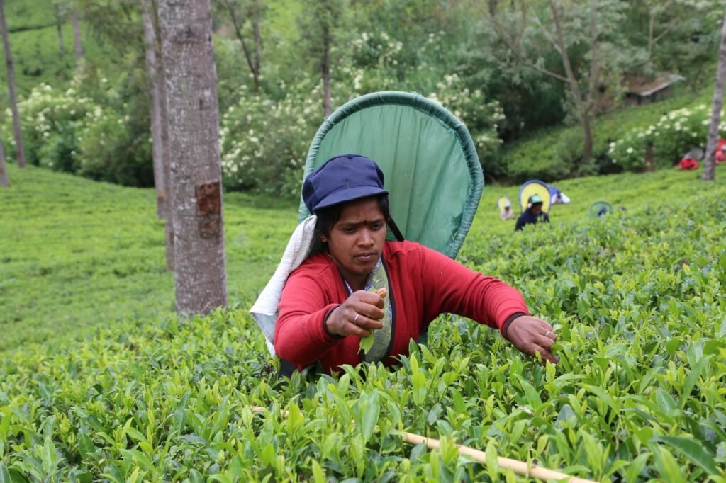 woman working on rural field