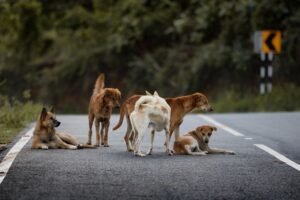 street dogs resting on rural road